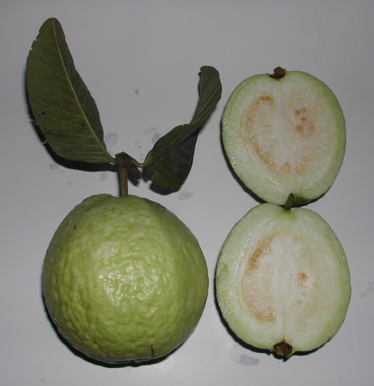 Спелая guayaba на ветке
